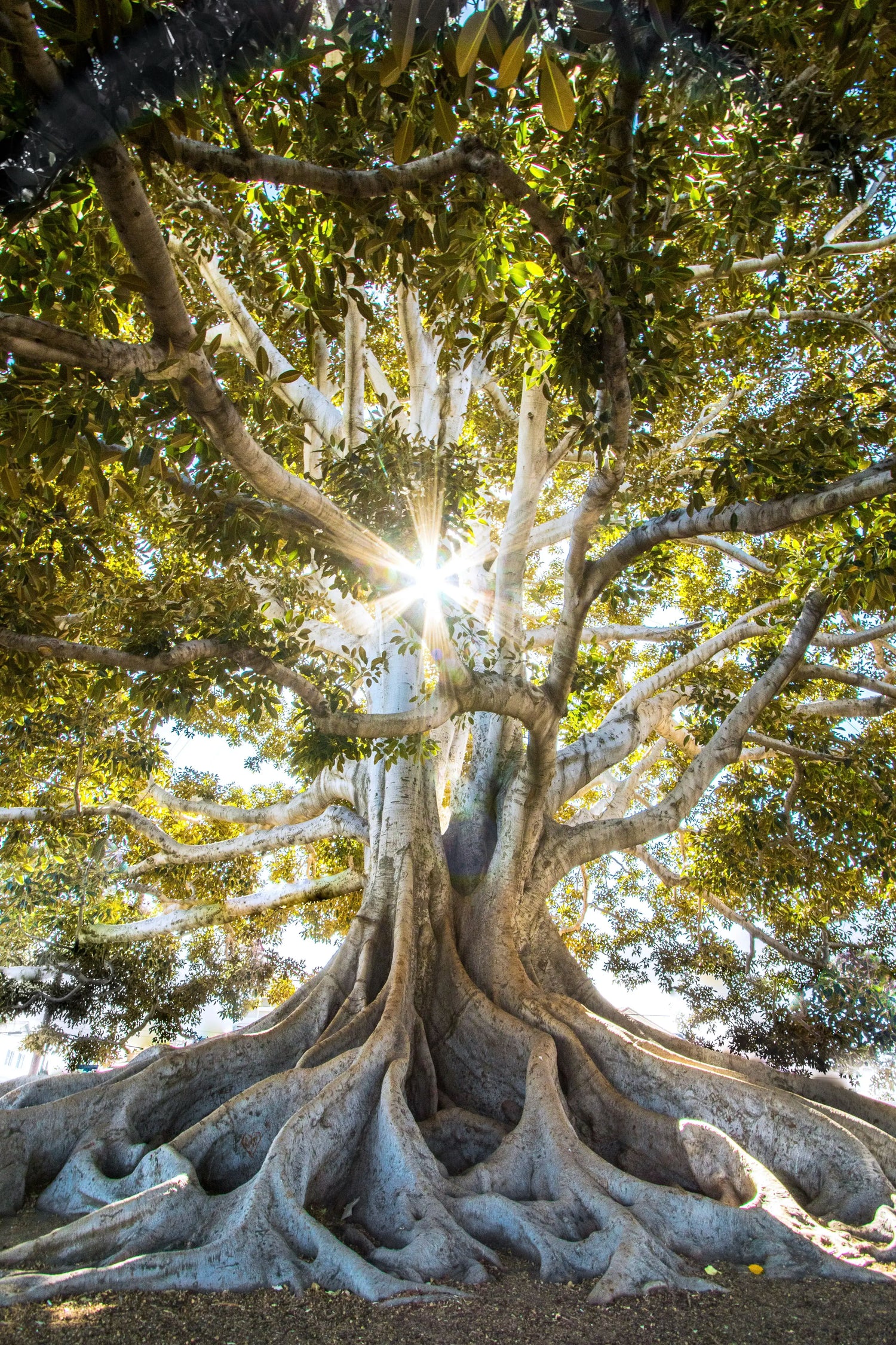 Arbre avec racines apparentes design identité entreprise OUTCOM