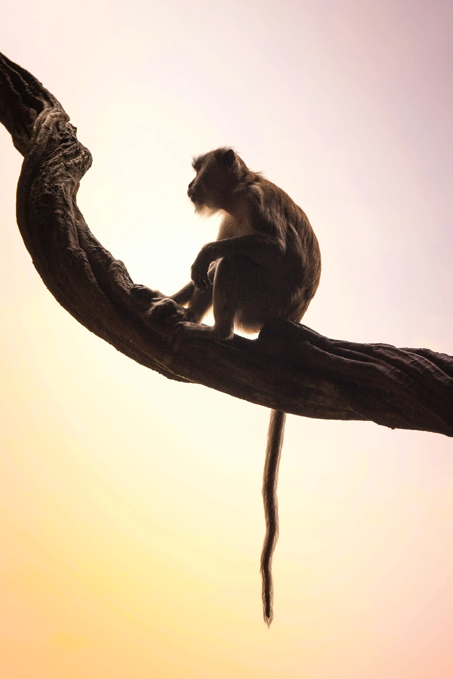 Singe sur une branche design identité entreprise OUTCOM